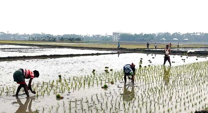 কচুয়ায় বোরো চারা রোপণে ব্যস্ত কৃষক